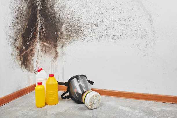 Best Certified Mold Removal  in Yeagertown, PA