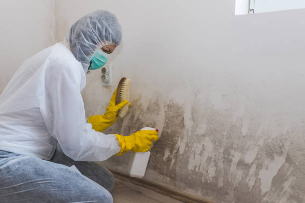 Best Home Mold Removal  in Yeagertown, PA