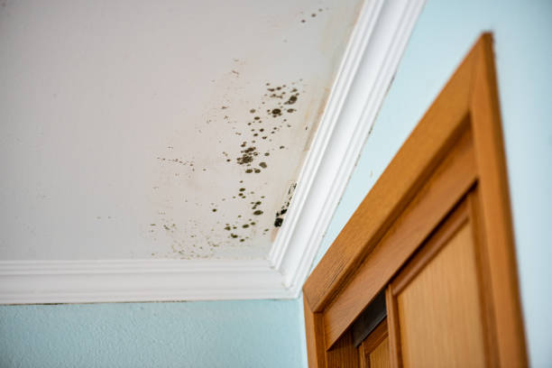 Best Mold Removal Specialists  in Yeagertown, PA