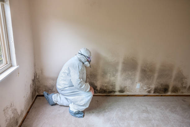 Best Affordable Mold Removal  in Yeagertown, PA