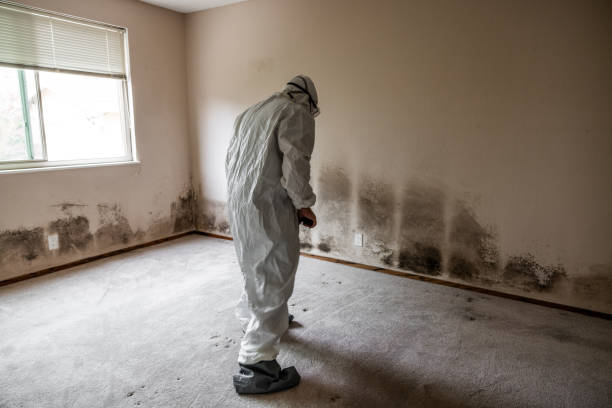 Best Attic Mold Removal  in Yeagertown, PA