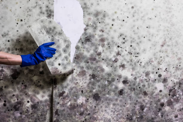 Yeagertown, PA Mold Removal Company