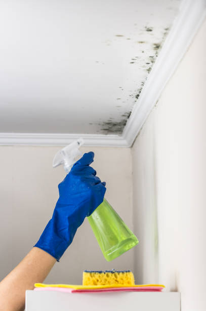 Best Mold Testing  in Yeagertown, PA