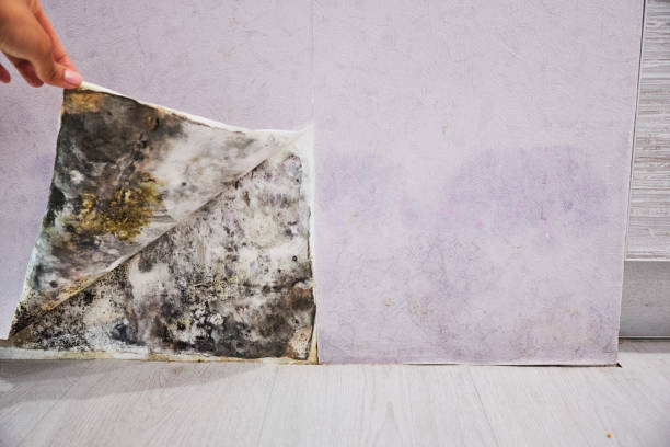Best Affordable Mold Removal  in Yeagertown, PA